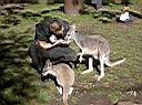 KP - me and kangaroos .JPG